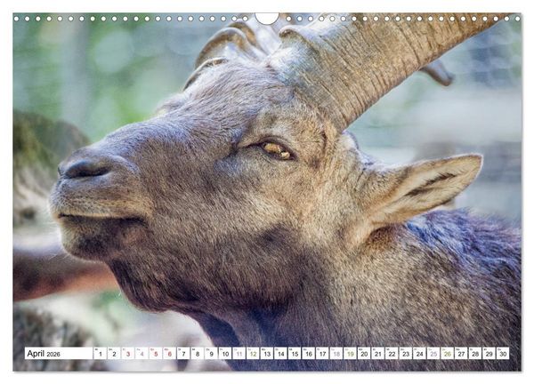 Produktbild: Steinb&ouml;cke - imposante Tiere (Wandkalender 2026 DIN A3 quer), CALVENDO Monatskalender