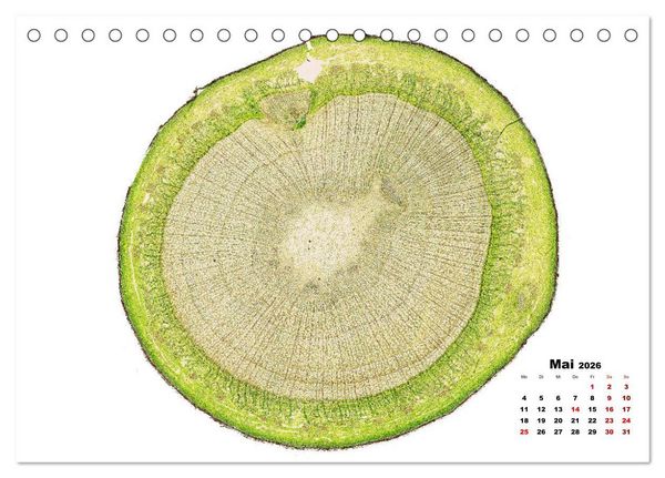Produktbild: Pflanzen unter dem Mikroskop (Tischkalender 2026 DIN A5 quer), CALVENDO Monatskalender