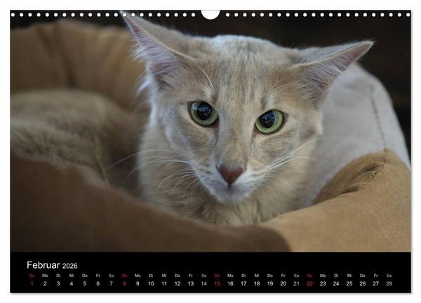 Produktbild: Orientalische Katzen (Wandkalender 2026 DIN A3 quer), CALVENDO Monatskalender