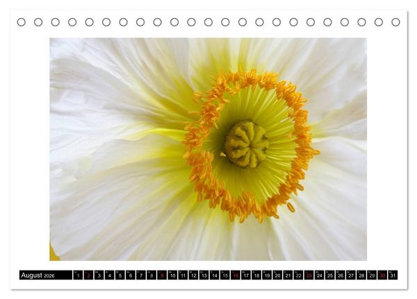 Produktbild: Mohn im Portr&auml;t (Tischkalender 2026 DIN A5 quer), CALVENDO Monatskalender