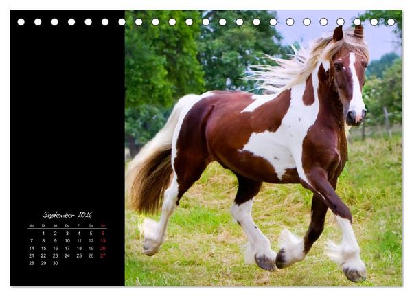 Produktbild: Irish Tinker (Tischkalender 2026 DIN A5 quer), CALVENDO Monatskalender