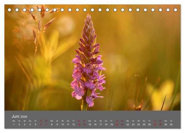 Produktbild: Wahner Heide - Aussichten und Begegnungen (Tischkalender 2026 DIN A5 quer), CALVENDO Monatskalender