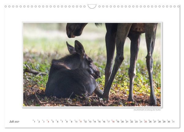Produktbild: Emotionale Momente: Europ&auml;ischer Elch. (Wandkalender 2027 DIN A3 quer), CALVENDO Monatskalender