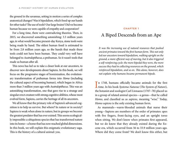 Produktbild: A Pocket History of Human Evolution