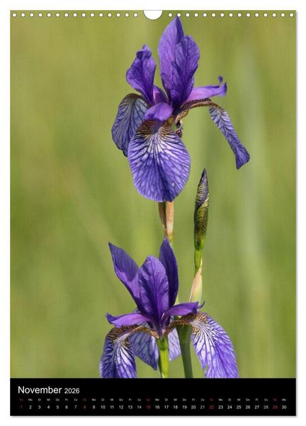 Produktbild: Seltene Wildblumen (Wandkalender 2026 DIN A3 hoch), CALVENDO Monatskalender