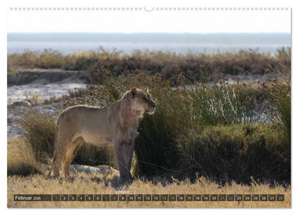 Produktbild: Wildes Namibia (Wandkalender 2026 DIN A2 quer), CALVENDO Monatskalender