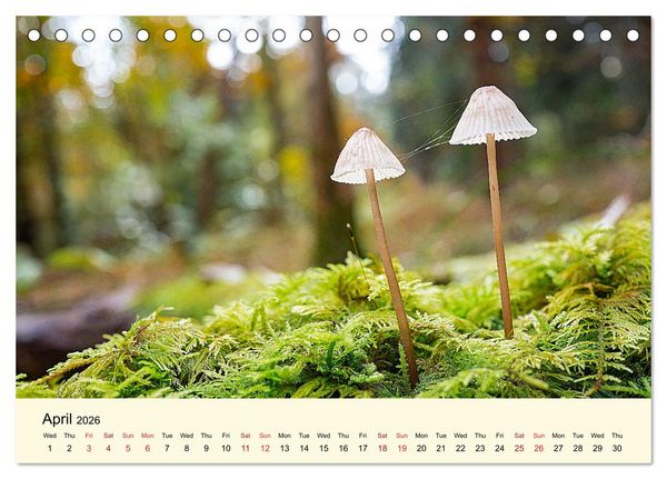 Produktbild: Whispers Beneath the Forest's Moss Mushrooms (Desk Calendar 2026 DIN A5 landscape), CALVENDO 12 Month DeskCalendar