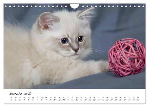 Produktbild: Ragdoll Kitten (Wandkalender 2026 DIN A4 quer), CALVENDO Monatskalender