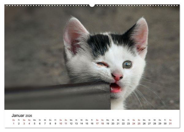 Produktbild: Katzenbabys (Wandkalender 2026 DIN A2 quer), CALVENDO Monatskalender