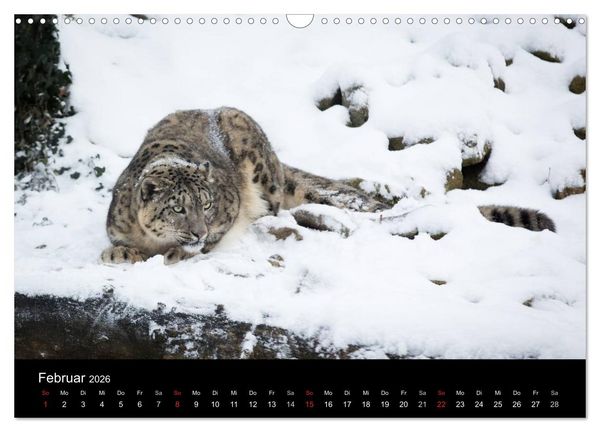 Produktbild: Schneeleoparden (Wandkalender 2026 DIN A3 quer), CALVENDO Monatskalender