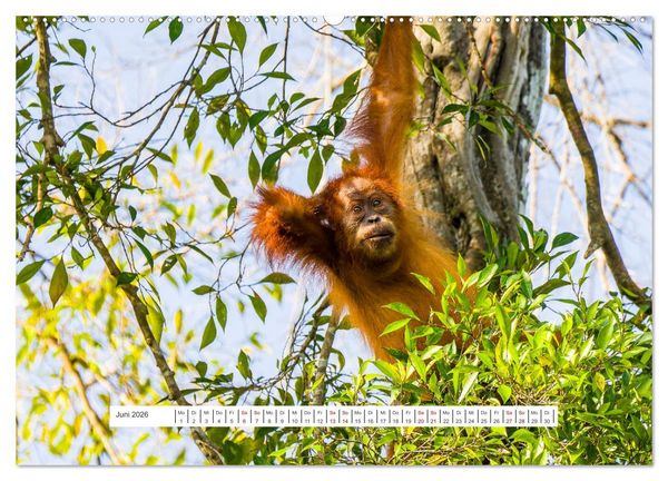 Produktbild: Gunung Leuser Nationalpark und seine Orang Utans (Wandkalender 2026 DIN A2 quer), CALVENDO Monatskalender