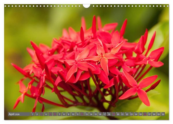 Produktbild: Blumenpracht der Welt (Wandkalender 2026 DIN A3 quer), CALVENDO Monatskalender