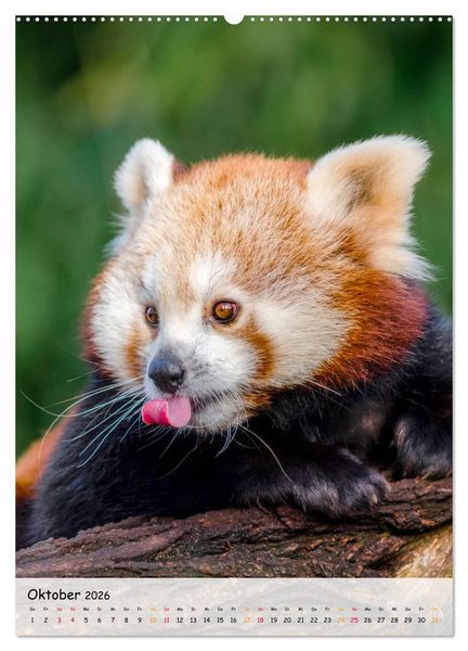 Produktbild: Roter Panda (Wandkalender 2026 DIN A2 hoch), CALVENDO Monatskalender