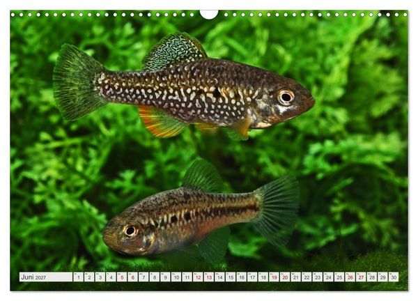 Produktbild: Outdoor-Aquaristik (Wandkalender 2027 DIN A3 quer), CALVENDO Monatskalender