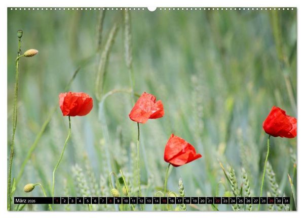 Produktbild: Mohnblumen (hochwertiger Premium Wandkalender 2026 DIN A2 quer), Kunstdruck in Hochglanz