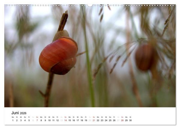 Produktbild: Zarte Natur 2026 (Wandkalender 2026 DIN A2 quer), CALVENDO Monatskalender