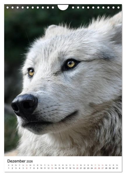 Produktbild: Wolf-Gesichter (Wandkalender 2026 DIN A4 hoch), CALVENDO Monatskalender