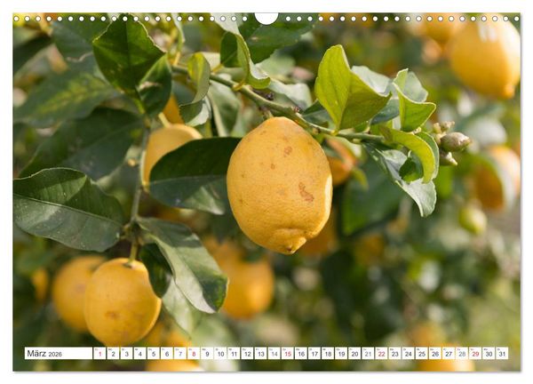 Produktbild: Emotionale Momente: Orangen & Zitronen. (Wandkalender 2026 DIN A3 quer), CALVENDO Monatskalender