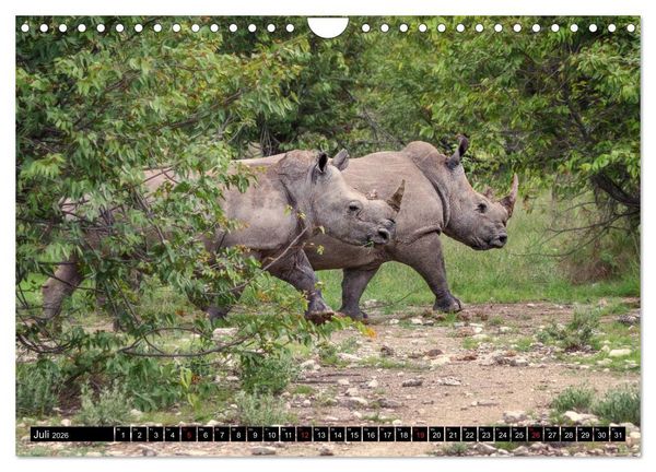 Produktbild: Afrikas Tierwelt: Nash&ouml;rner (Wandkalender 2026 DIN A4 quer), CALVENDO Monatskalender