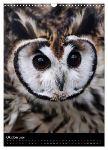 Produktbild: Greifv&ouml;gel im Portrait (Wandkalender 2026 DIN A3 hoch), CALVENDO Monatskalender