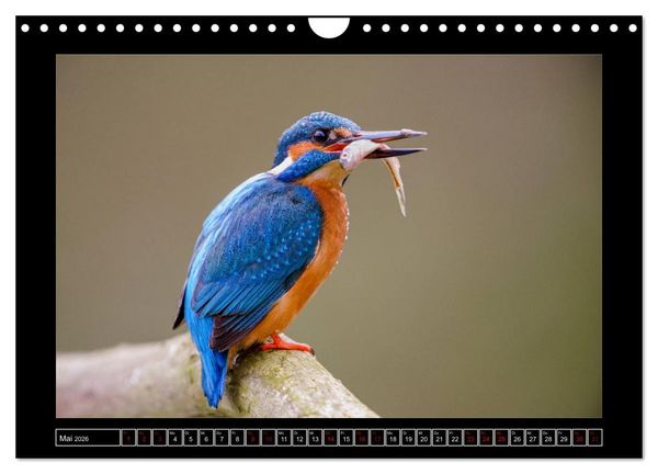 Produktbild: Niederrheinische Vogelwelt (Wandkalender 2026 DIN A4 quer), CALVENDO Monatskalender
