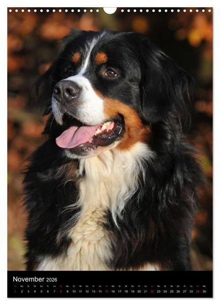Produktbild: Berner Sennenhund 2026 (Wandkalender 2026 DIN A3 hoch), CALVENDO Monatskalender