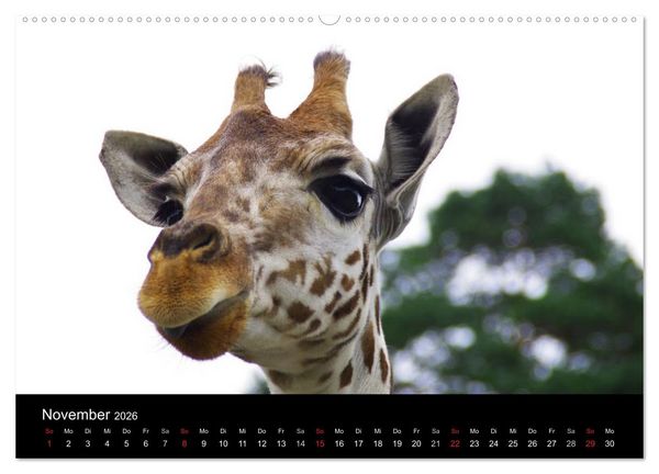 Produktbild: Welt der Tiere (Wandkalender 2026 DIN A2 quer), CALVENDO Monatskalender