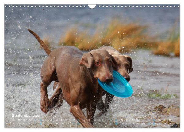 Produktbild: SPLASH - Hunde im Wasser (Wandkalender 2026 DIN A3 quer), CALVENDO Monatskalender