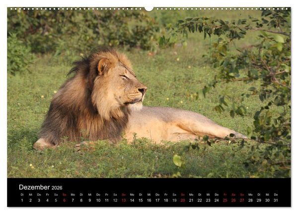 Produktbild: L&ouml;wen - K&ouml;nige der Tiere (Wandkalender 2026 DIN A2 quer), CALVENDO Monatskalender