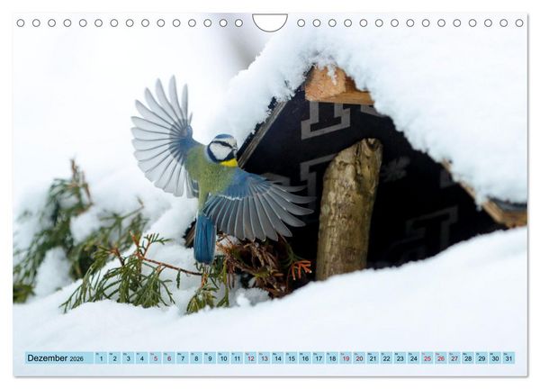 Produktbild: Heimische V&ouml;gel - Im Wald, im Garten und auf der Wiese (Wandkalender 2026 DIN A4 quer), CALVENDO Monatskalender