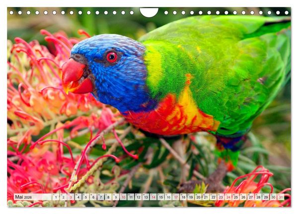 Produktbild: SYDNEY Australiens Traummetropole (Wandkalender 2026 DIN A4 quer), CALVENDO Monatskalender