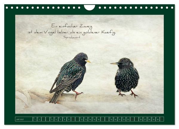Produktbild: Stare und Weisheiten (Wandkalender 2027 DIN A4 quer), CALVENDO Monatskalender