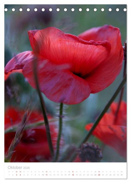 Produktbild: Wiesenblumen (Tischkalender 2026 DIN A5 hoch), CALVENDO Monatskalender