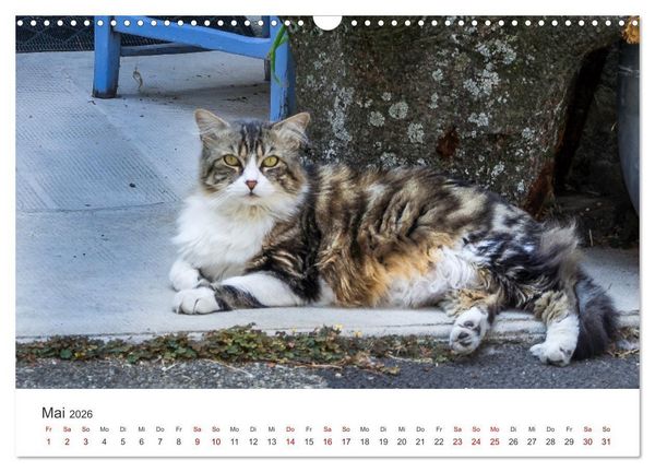 Produktbild: Impressionen der Provence (Wandkalender 2026 DIN A3 quer), CALVENDO Monatskalender