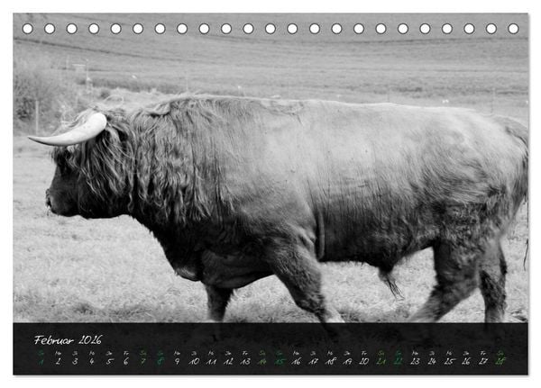 Produktbild: Highland Cattle vom Nordlicht - Faszination Hochland Rind (Tischkalender 2026 DIN A5 quer), CALVENDO Monatskalender