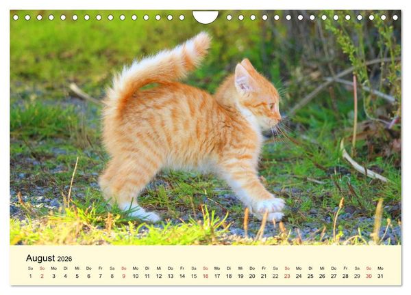 Produktbild: Putzige Katzenkinder. Drollige K&auml;tzchen entdecken die Welt! (Wandkalender 2026 DIN A4 quer), CALVENDO Monatskalender