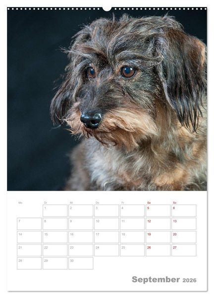 Produktbild: Dackelportraits (hochwertiger Premium Wandkalender 2026 DIN A2 hoch), Kunstdruck in Hochglanz