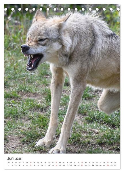 Produktbild: Wolf-Gesichter (Tischkalender 2026 DIN A5 hoch), CALVENDO Monatskalender