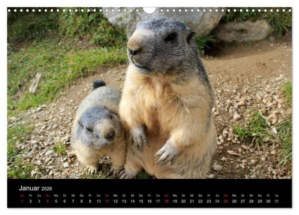 Produktbild: Murmeltiere (Wandkalender 2026 DIN A3 quer), CALVENDO Monatskalender
