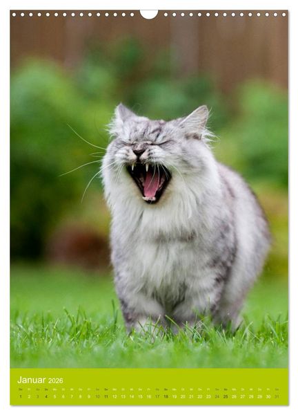 Produktbild: Britisch Langhaar Katzen (Wandkalender 2026 DIN A3 hoch), CALVENDO Monatskalender