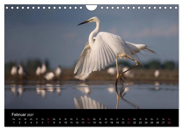 Produktbild: Reiher - Der Tanz auf dem Wasser (Wandkalender 2027 DIN A4 quer), CALVENDO Monatskalender