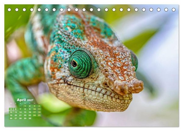 Produktbild: Cham&auml;leon: Die farbenfrohe Welt der Reptilien (Tischkalender 2027 DIN A5 quer), CALVENDO Monatskalender
