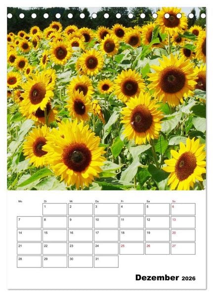 Produktbild: Leuchtende Sonnenblumen (Tischkalender 2026 DIN A5 hoch), CALVENDO Monatskalender
