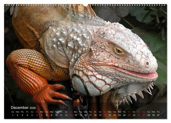 Produktbild: Reptiles Colorful beauties (High Quality Premium Wall Calendar 2026 DIN A2 landscape),CALVENDO 12 Month Wall Calendar