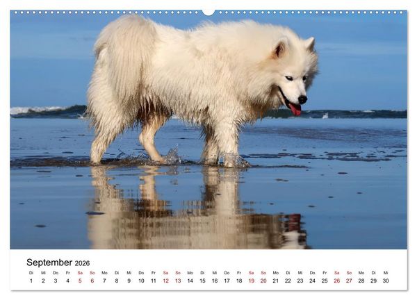 Produktbild: Ein Samojede am Meer (Wandkalender 2026 DIN A2 quer), CALVENDO Monatskalender