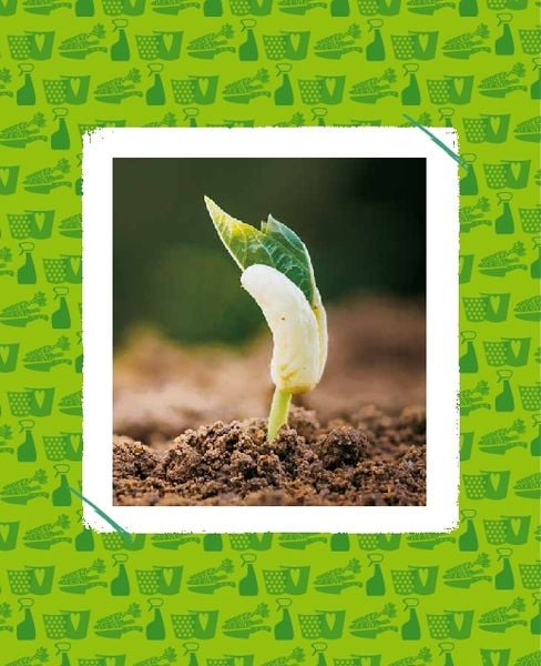 Regrowing – Neue Triebe aus Obst- und Gemüseresten