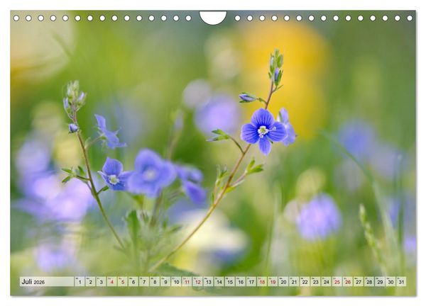 Produktbild: Wenn Bl&uuml;ten tr&auml;umen tanzt das Licht (Wandkalender 2026 DIN A4 quer), CALVENDO Monatskalender