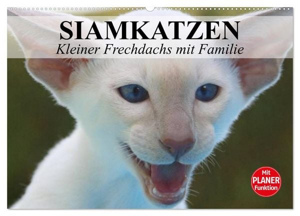Siamkatzen - Kleiner Frechdachs mit Familie (Wandkalender 2026 DIN A2 quer), CALVENDO Monatskalender