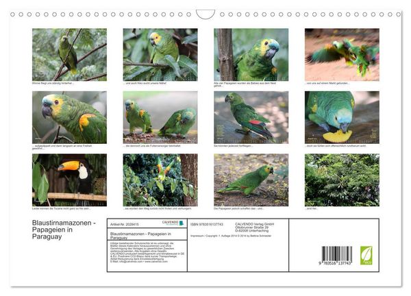 Produktbild: Blaustirnamazonen - Papageien in Paraguay (Wandkalender 2026 DIN A3 quer), CALVENDO Monatskalender