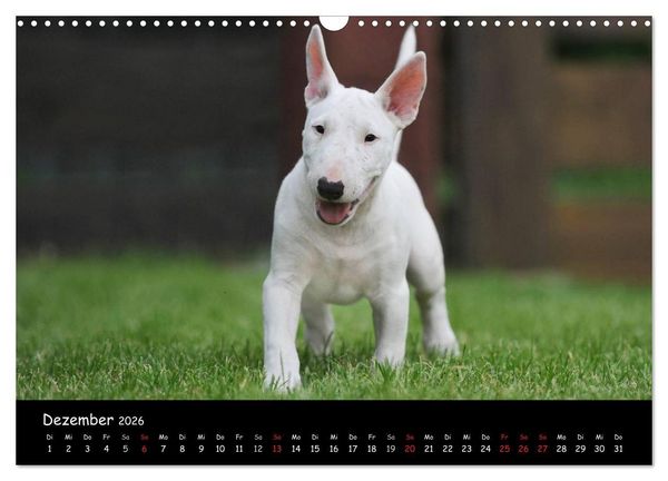 Produktbild: Bullterrier (Wandkalender 2026 DIN A3 quer), CALVENDO Monatskalender